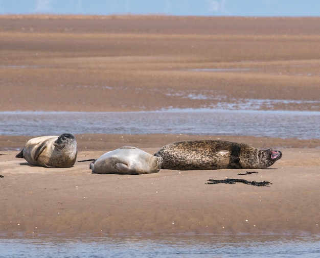 Photo vue du crabe sur la plage