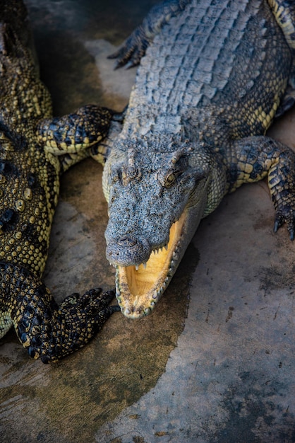 Vue du crocodile sous un angle élevé