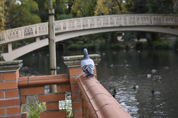 Photo vue du cygne perché à la main