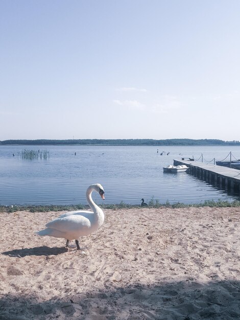 Vue du cygne sur la plage contre le ciel