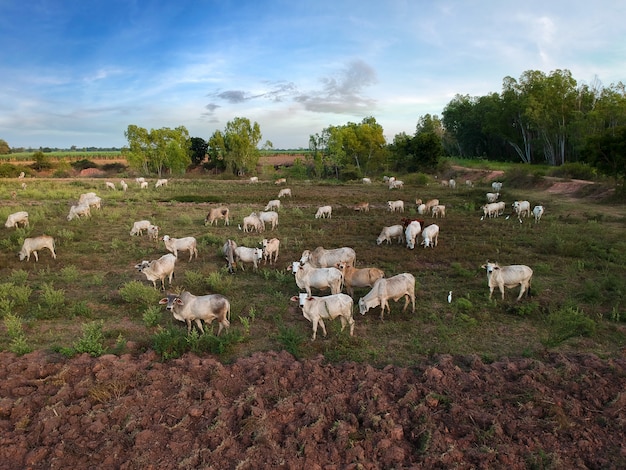 Vue du drone Troupeau de bœuf domestique thaïlandais.