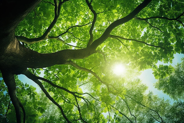 Vue du fond du tronc d'arbre majestueux enraciné dans la nature