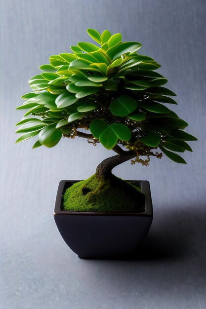 Vue du haut de Carmona Fukien Arbre de bonsai en miniature au thé avec des feuilles brillantes vert foncé isolées sur blanc
