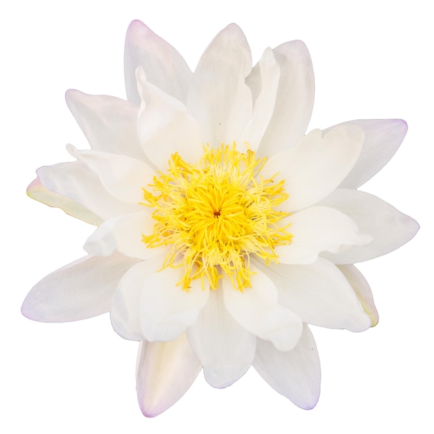 Vue du haut de la fleur de lotus blanc isolée sur fond blanc