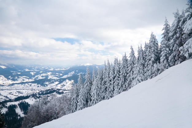 Vue du haut de la montagne sur la forêt dans le gel et les nuages bas