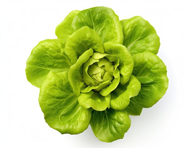 Vue du haut de la tête de salade de beurre vert frais isolée sur fond blanc pour les légumes et