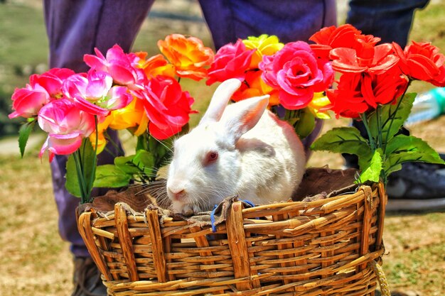 Photo vue du lapin blanc dans le panier