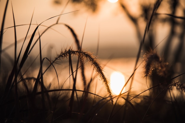 Vue du lever de soleil d&#39;herbe