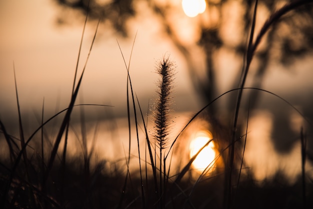 Vue du lever de soleil d&#39;herbe