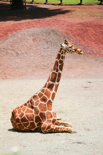 Photo vue du lézard sur terre au zoo