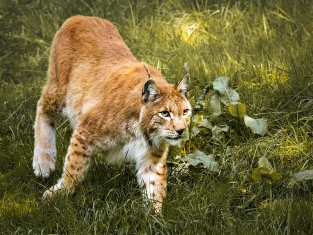 Photo vue du lynx sur le champ