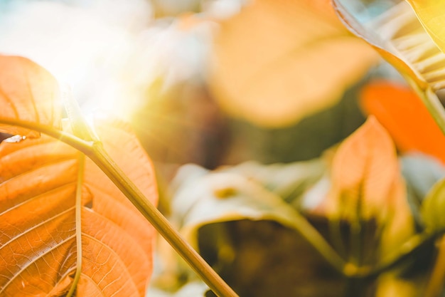 Photo vue du matin avec des feuilles à bali