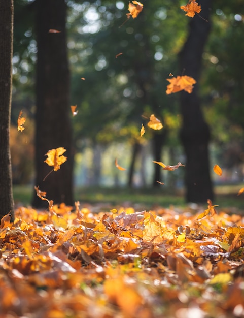 Vue du parc municipal d'automne avec des arbres et des feuilles jaunes sèches