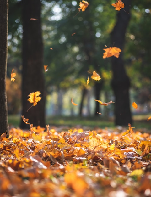 Vue du parc municipal d&#39;automne avec des arbres et des feuilles jaunes sèches