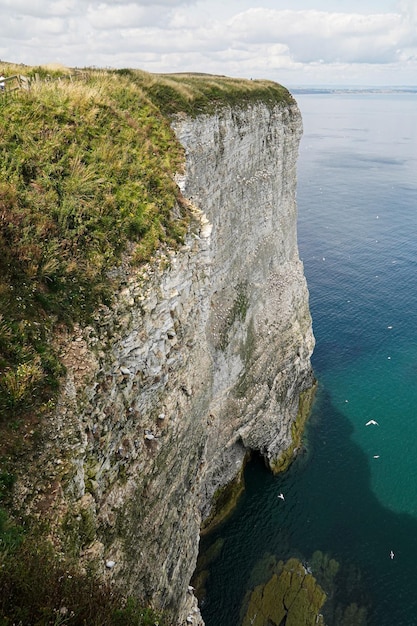 Photo vue du paysage des falaises de bempton face à la falaise avec des oiseaux nidificants gannet puffin kittiwake razorbill