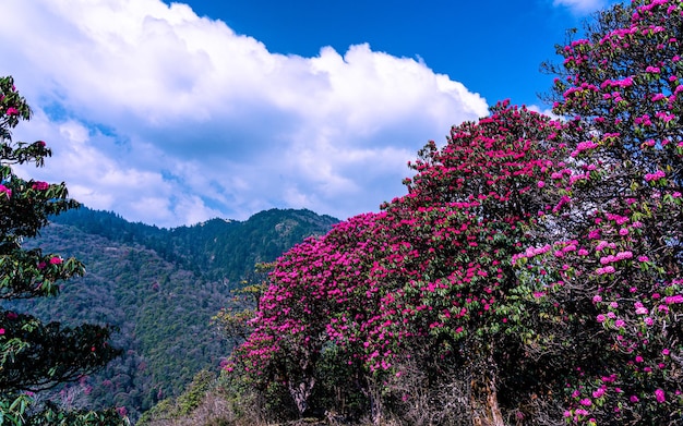 Vue du paysage de la fleur de rhododendron en fleur à Poonhill au Népal