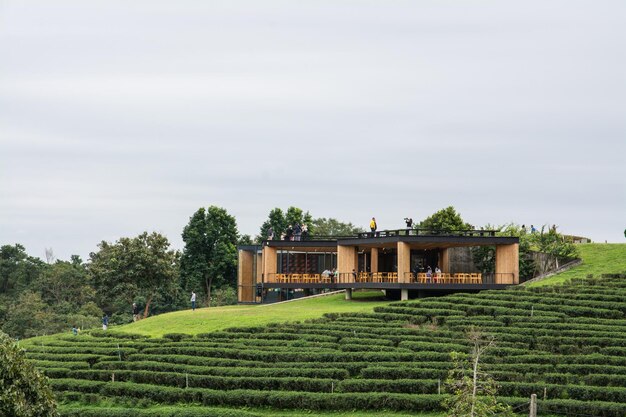 Photo vue du paysage de la plantation de thé choui fong avec un ciel bleu dans la province de chiangrai, au nord de la thaïlande