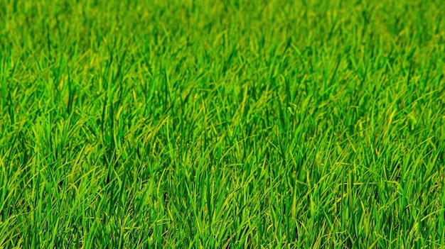 Photo vue du paysage en plein air sur les prairies de riz et les champs agricoles