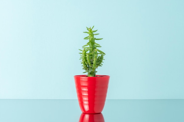 Vue du petit cactus vert en pot rouge sur la table Fond minimal