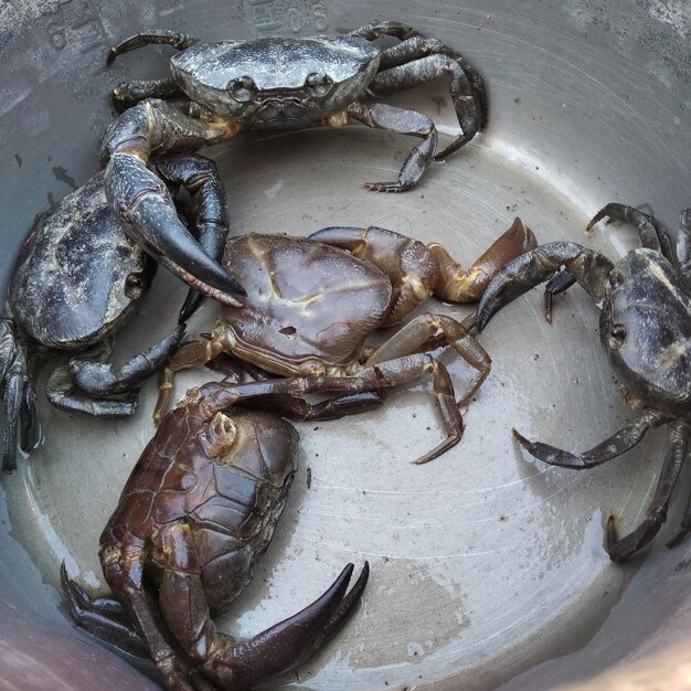 Photo vue du poisson sous un angle élevé