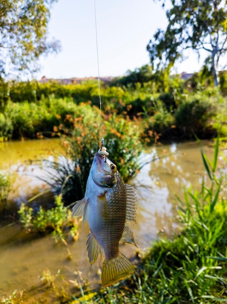 Photo vue du poisson suspendu à un filet de pêche