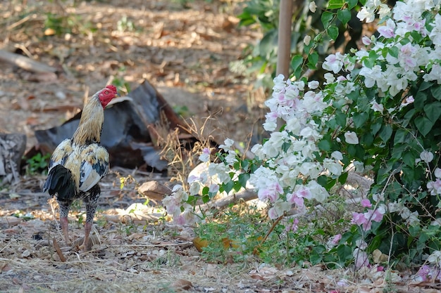 Photo vue du poulet sur le champ herbeux