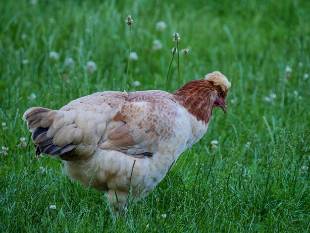 Photo vue du poulet sur le champ