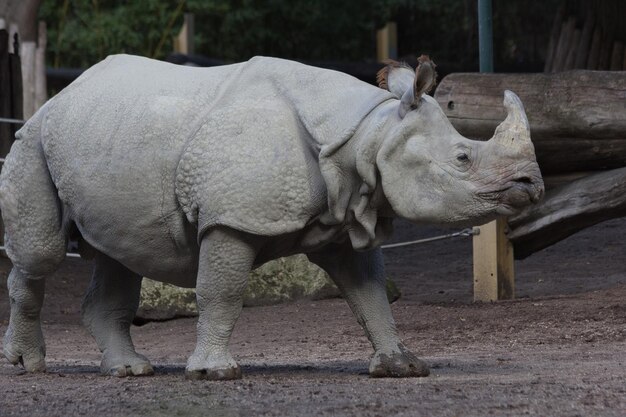 Photo vue du rhinocéros au zoo