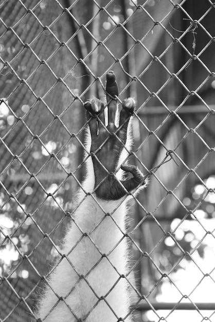 Photo vue du singe sur la clôture à chaînes