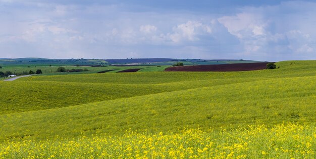 Vue du soir de printemps avec des champs de colza en fleurs jaunes au soleil avec des ombres de nuages Naturel saisonnier beau temps climat eco agriculture concept de beauté de la campagne