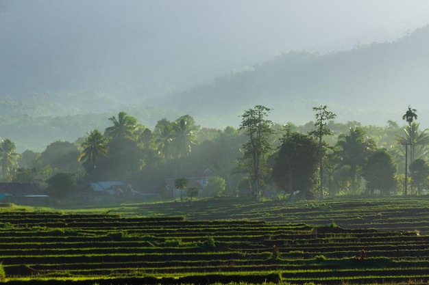 La vue du soleil du matin qui brille sur la zone montagneuse des collines de feuilles de Sumatra