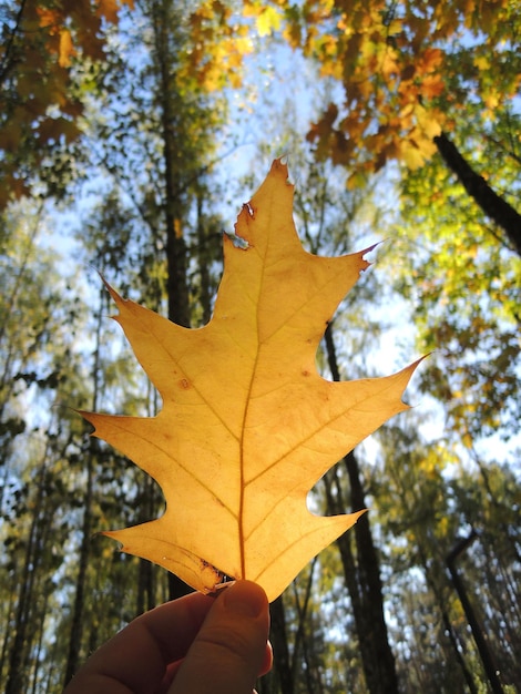 Vue du soleil à travers la feuille jaune du chêne dans les doigts humains à la forêt d'automne