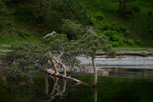 Vue du tronc d'un vieil arbre tombé dans l'eau du lac arbre sec dans le rivage de pierre d'eau...