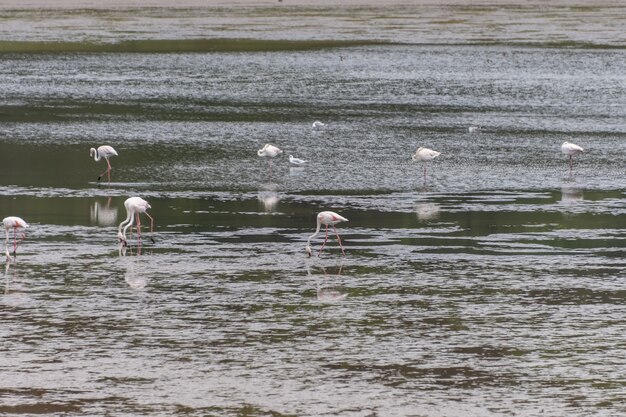 Vue du troupeau de flamants se reposant debout dans l'eau, au Portugal.