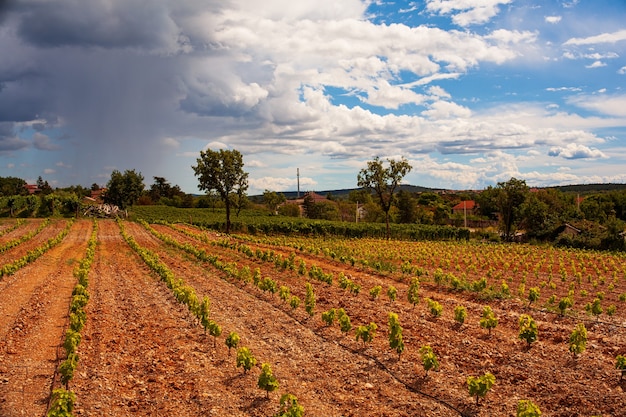 Vue du vignoble italien dans le Trieste Karst à la saison estivale