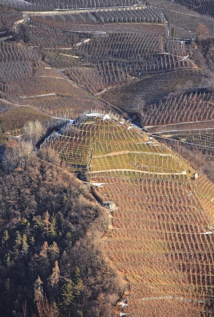 Vue du vignoble sous un angle élevé