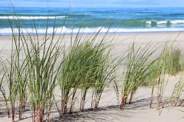 vue d'une dune de sable avec une bande d'herbe la mer Baltique et le ciel