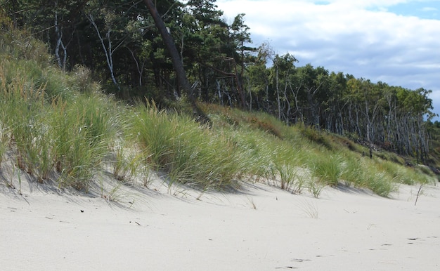 vue sur une dune de sable avec une bande d'herbe, la mer Baltique et le ciel