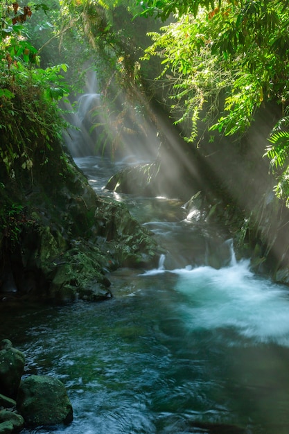 Vue sur l'eau de la rivière le matin avec du soleil et des feuilles vertes dans la forêt tropicale indonésienne en Asie