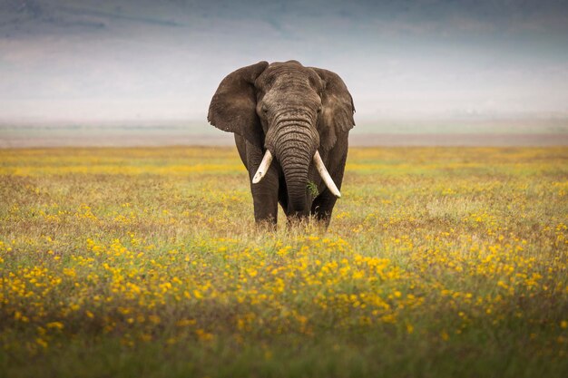 Photo vue de l'éléphant sur le champ