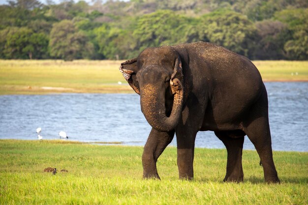 Photo vue de l'éléphant sur le champ