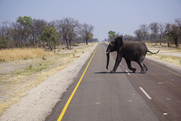 Photo vue d'un éléphant marchant sur la route