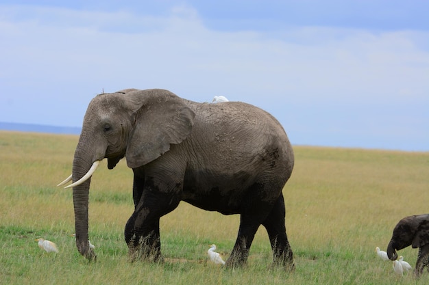 Vue d'un éléphant avec un veau et des grues
