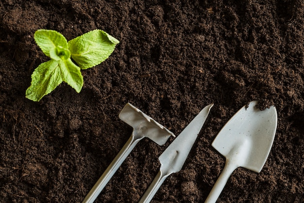 Une vue en élévation de la menthe et des outils de jardinage sur le sol fertile