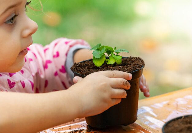 Vue d'un enfant en bas âge plantant de jeunes plants de betterave dans un sol fertile.