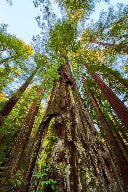 Vue sur un énorme arbre de forêt de séquoia