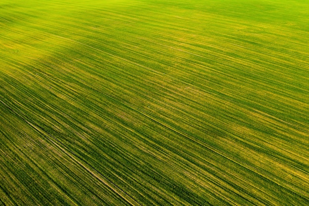 Vue d'ensemble d'un champ vert .Campagne de semis en Biélorussie.Nature de Biélorussie.Propre champ vert au coucher du soleil