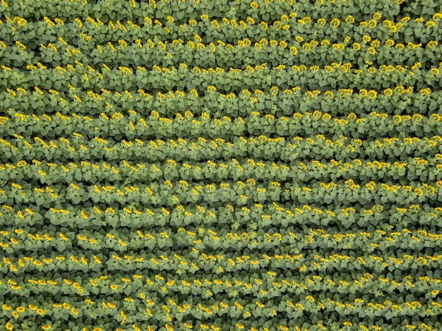 Vue d'ensemble du drone au champ agricole de tournesols en fleurs à l'été. Vue de dessus. Texture de fond de plante