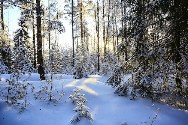 vue ensoleillée dans la forêt d'hiver, nature paysage soleil