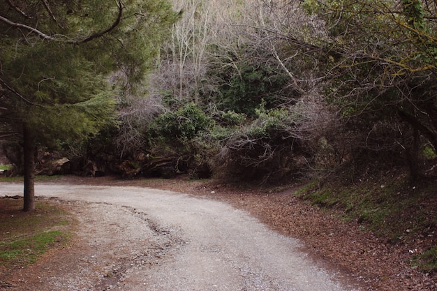 Une vue de l&#39;environnement avec belle forêt, naturelle, arbres verts et route